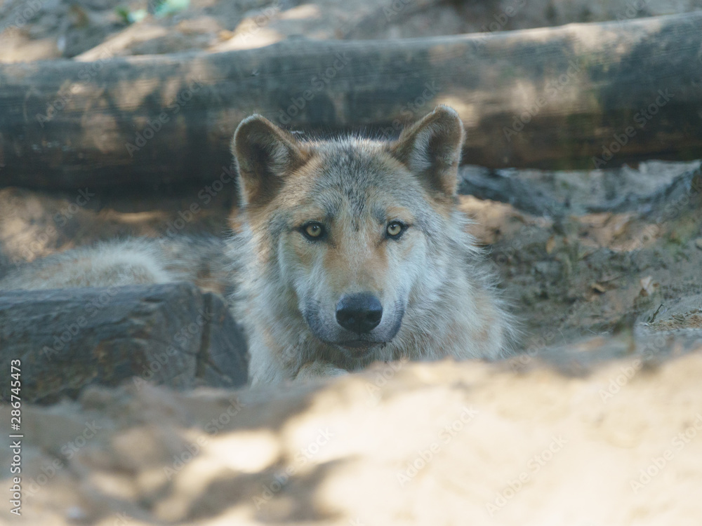 Portrait of lying Canadian wolf. The strength and power of wildlife in the eyes of a wild beast. Concepts of courage, confidence, independence, freedom. Natural light Portrait of lying Canadian wolf. The strength and power of wildlife in the eyes of a wild beast. Concepts of courage, confidence, independence, freedom. Natural light