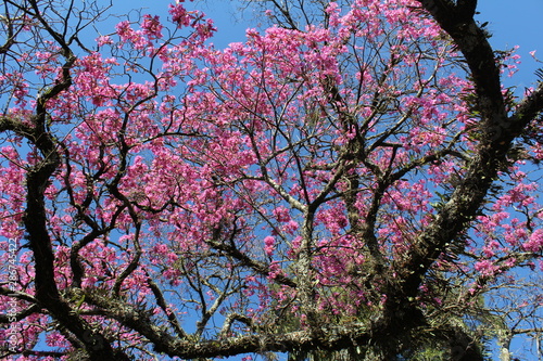 Pink ipe tree branches with flowers. Sunny day with blue sky in the background.