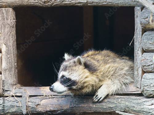 Foto A charming raccoon peeps out of the house