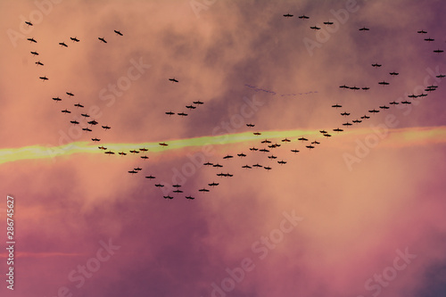 cranes departure © ezp