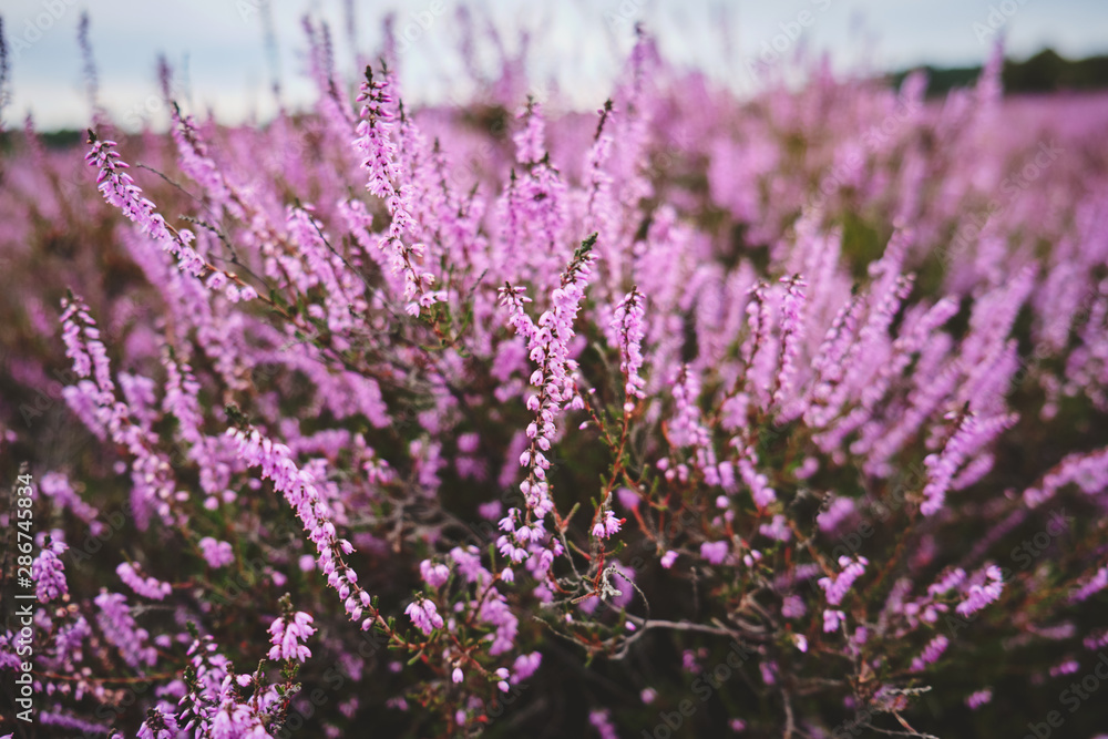 Obraz premium Heideblüte