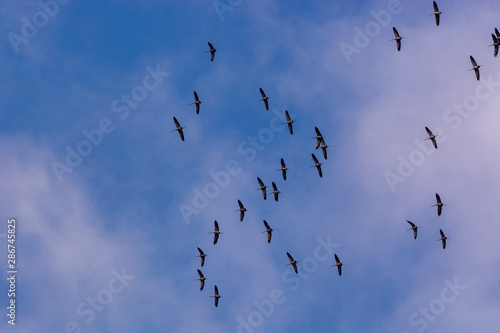 cranes departure