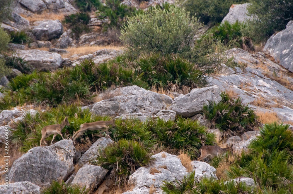 Deer jumping from stone to stone Deer jumping from stone to stone