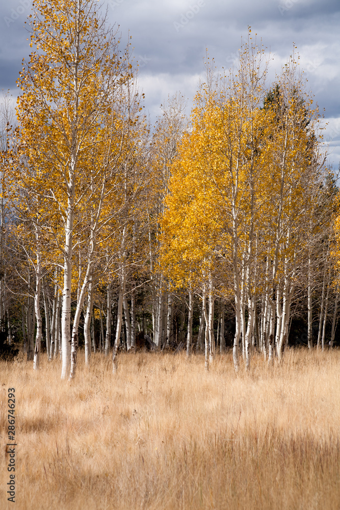 Aspen glow in the sun Aspen glow in the sun