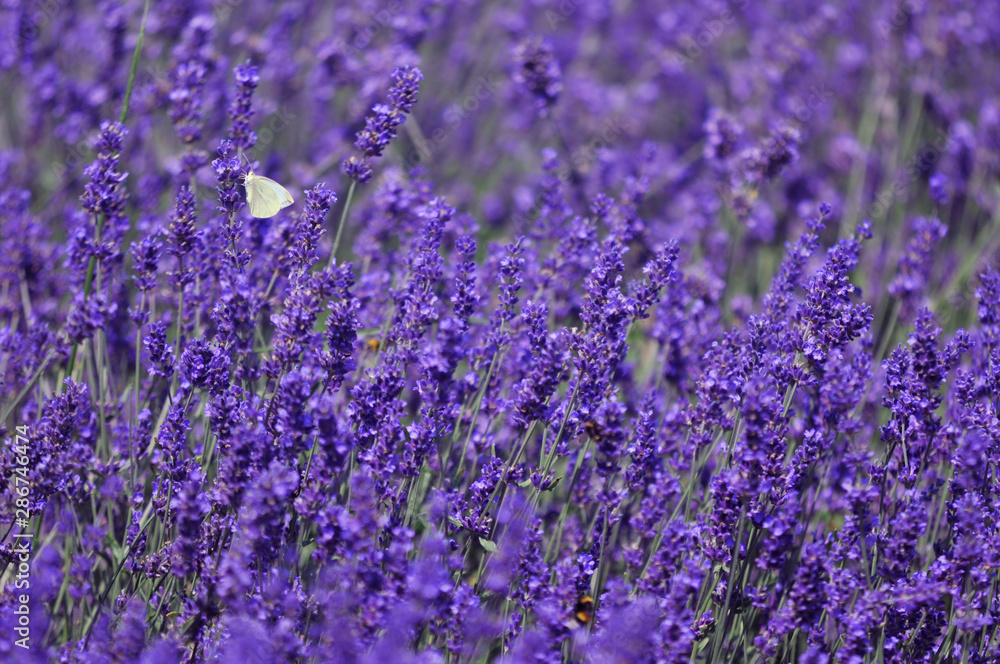 Obraz premium Lavender field butterfly