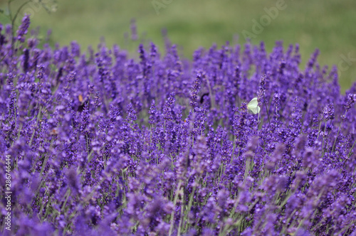 Lavender field butterfly