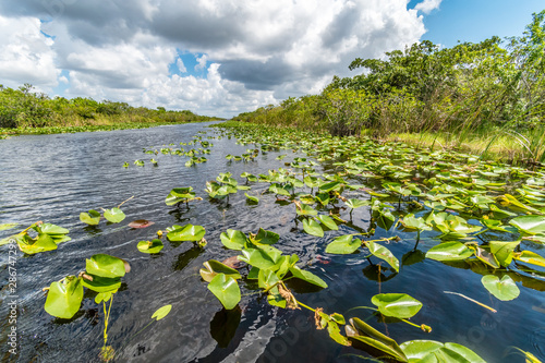 Everglades national park swamp, Florida, USA © Jan