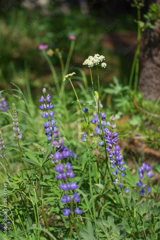 Obraz premium blue lupine wild flowers