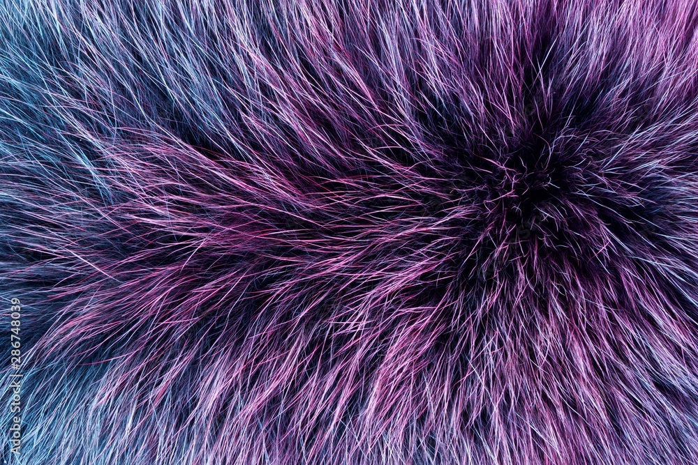 Fototapeta premium Animal fur — skins with the wool. Fur-hair cover of mammals, protects against winter climatic conditions of the environment. It is used for the manufacture of expensive clothing.