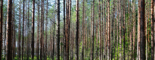 Tall thin pine trees in swampy woods