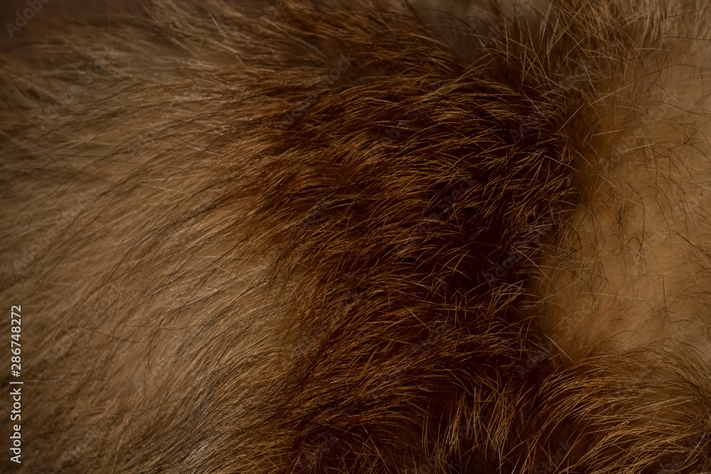 Background, texture of red fur, steppe fox.