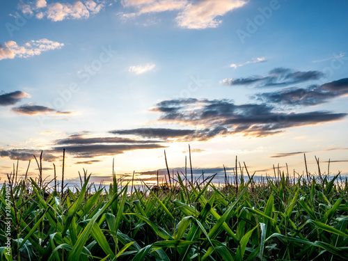 Pole kukurydzy na tle wschodu słońca
