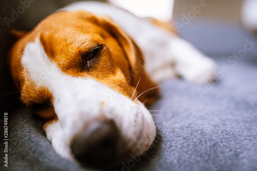 Dog lying on the sofa. Canine background