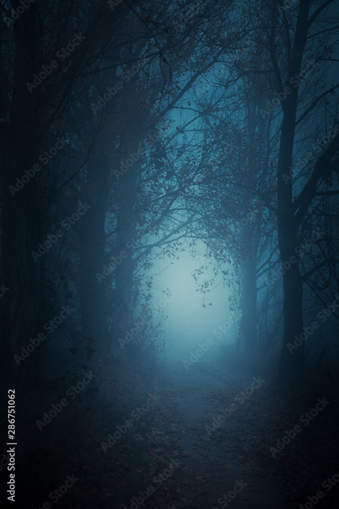 Mysterious pathway. Footpath in the dark, foggy, autumnal, mysterious forest. Mysterious pathway. Footpath in the dark, foggy, autumnal, mysterious forest.