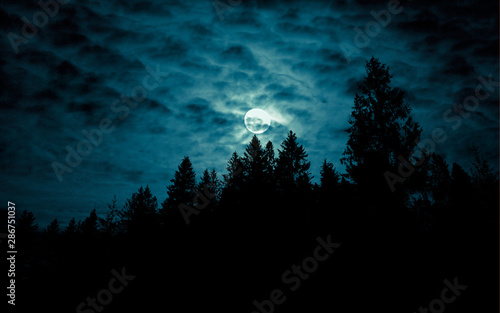 Canvas Print Night mysterious landscape in cold tones - silhouettes of forest trees under the full moon through the clouds on dramatic night sky