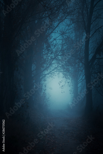 Mysterious pathway. Footpath in the dark, foggy, autumnal, mysterious forest.