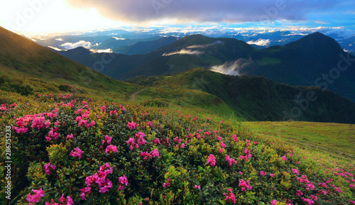 unbelievable colorful sunset image in the mountains with blooming pink rhododendron flowers, amazing summer scenery , wallpaper flower landscape, Marmarosy ridge, Ukraine, popular place for tourism