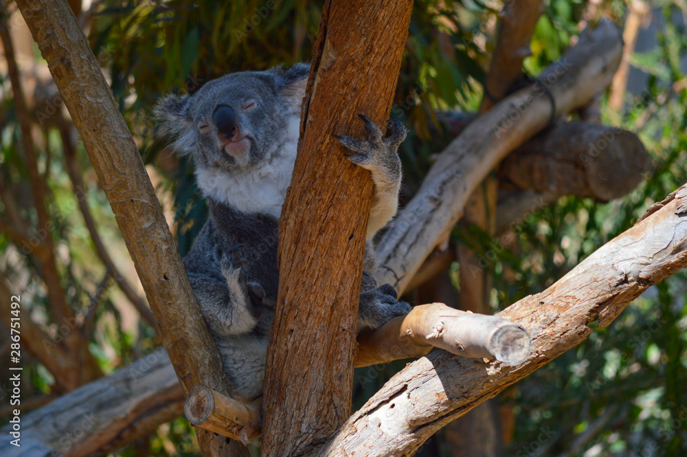 Fototapeta premium Adorable koala bear scratches itself while perched in a tree