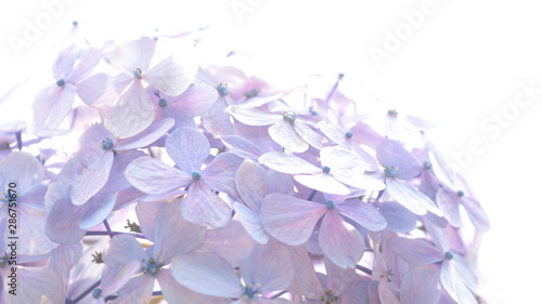 光を浴びる紫陽花 クローズアップ