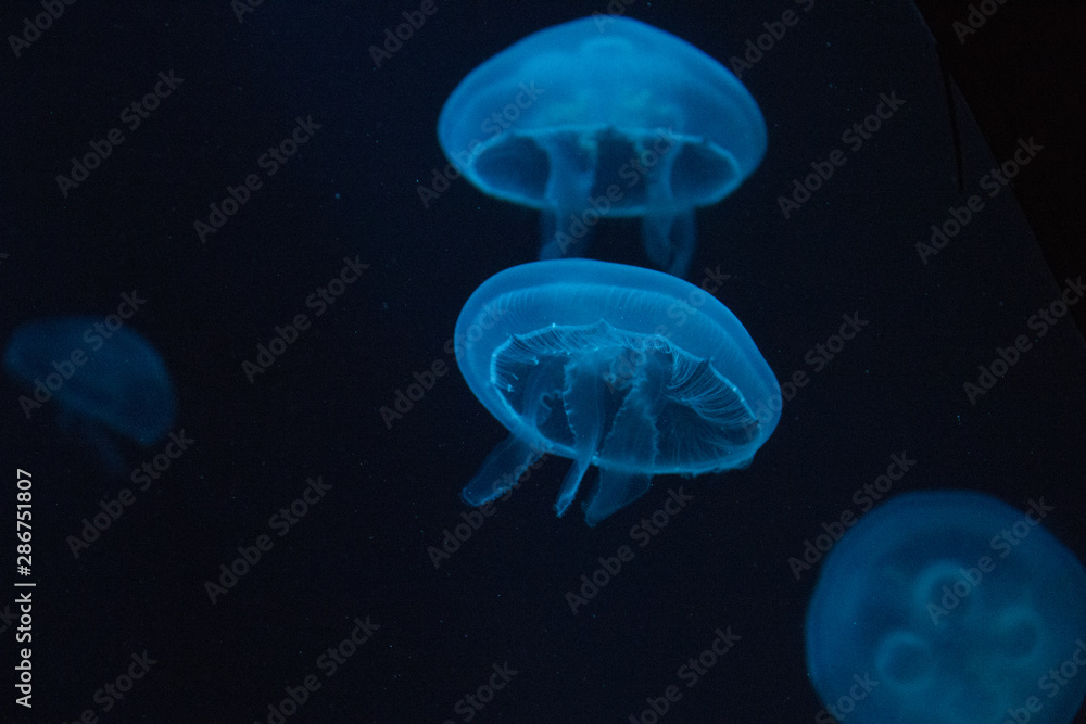 Blue Jellyfish group 1 Blue Jellyfish group 1