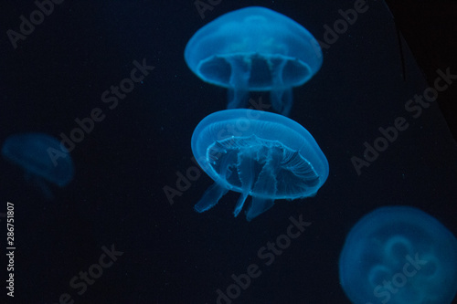 Blue Jellyfish group 1 © Calle
