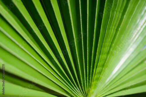 Tropical palm leaf, floral pattern