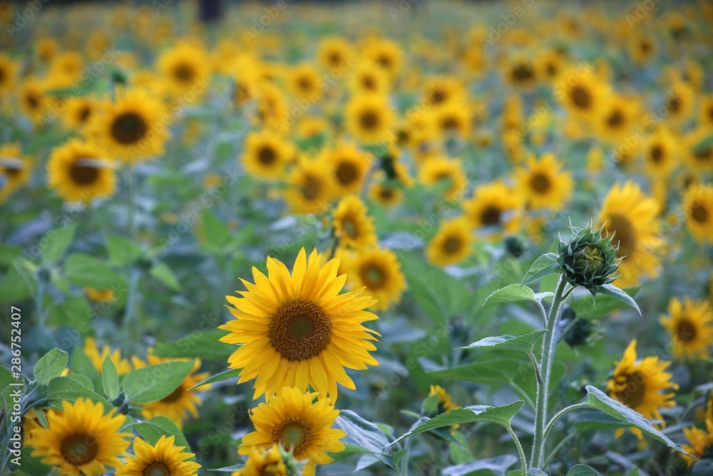 Sunflower field plenty of sunflowers Sunflower field plenty of sunflowers