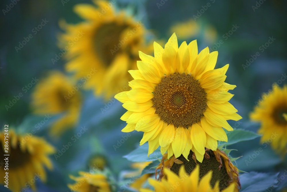 Sunflower against green background bokeh effect Sunflower against green background bokeh effect