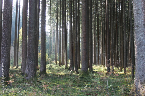Lichtung im gesunden Wald im Allgäu