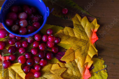 still life with cranberry berries and maple leaves