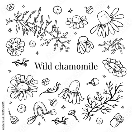 Wild chamomile flowers and leaves set. Hand drawn sketch vector illustration isolated black on white background