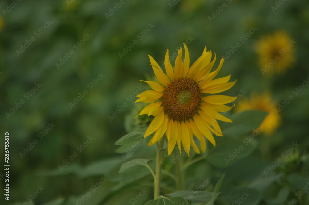 sunflower in field of sunflowers sunflower in field of sunflowers