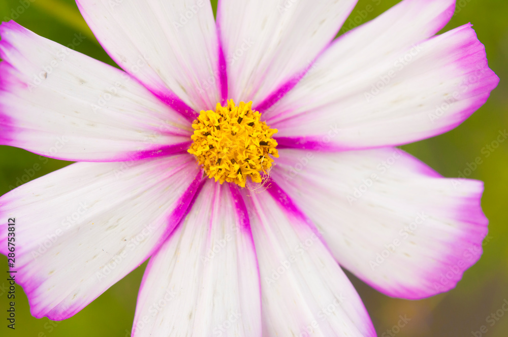 Beautiful flower in the garden Beautiful flower in the garden