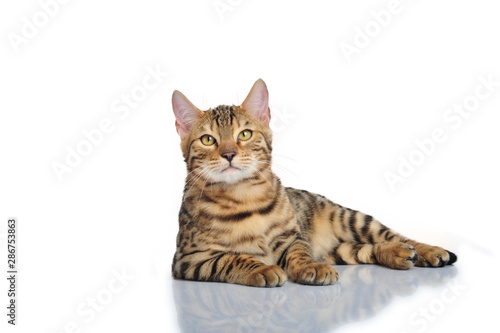 Obraz na płótnie Katze getigert Bengal Tiger Freisteller