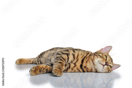 Obraz na płótnie Katze getigert Bengal Tiger Freisteller