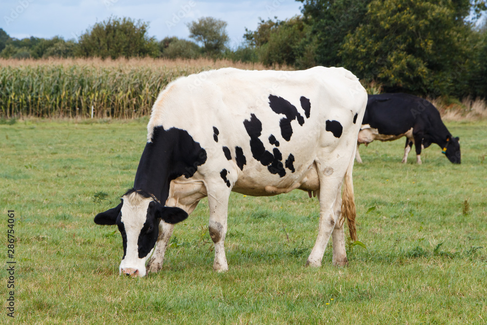 Holstein cows grazing in the field of a farm in Brittany