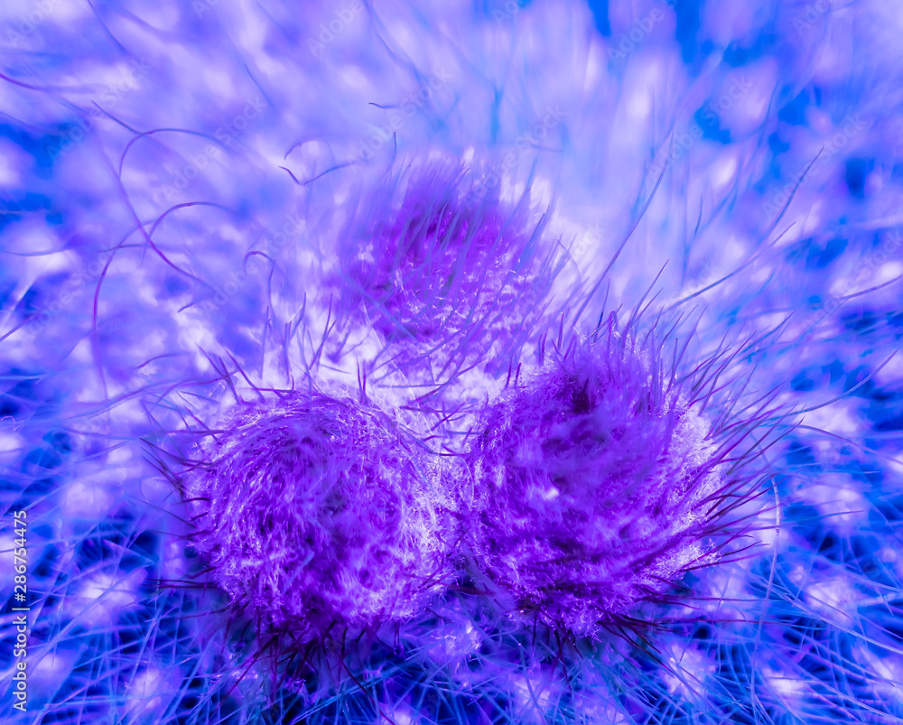 Obraz premium flower bud , bloom looking like blue tongues of flame , plant texture , background closeup , nature macro , magic nature