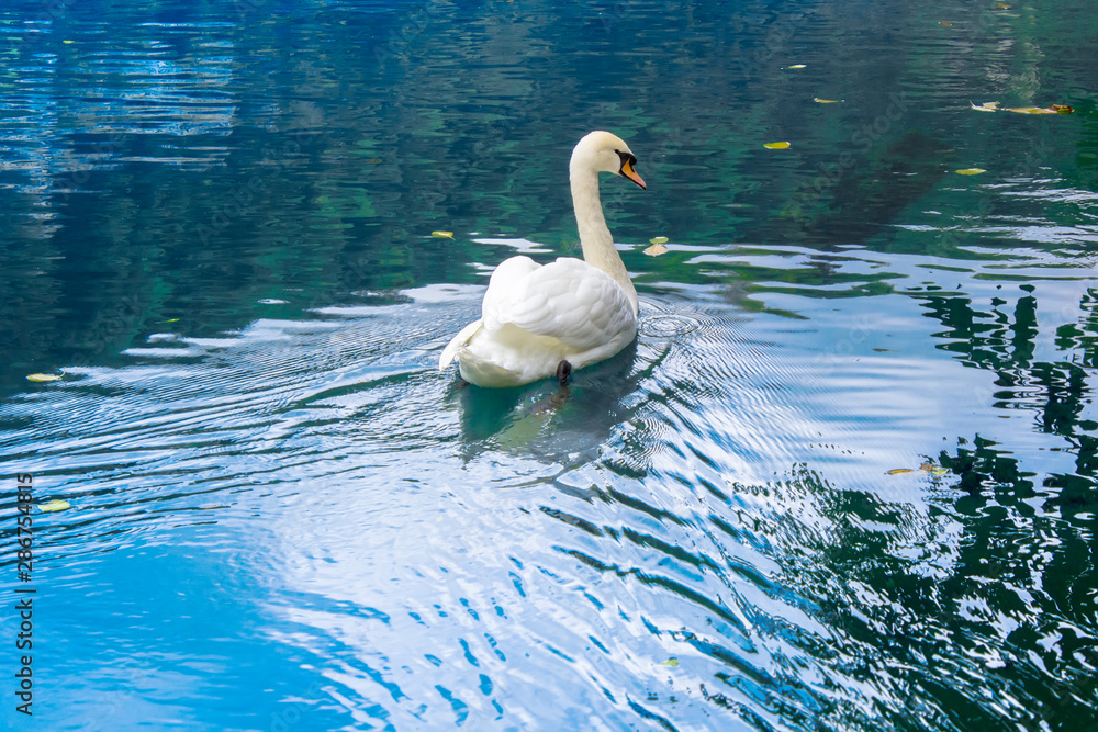 White Swan floating on blue water. White Swan floating on blue water.