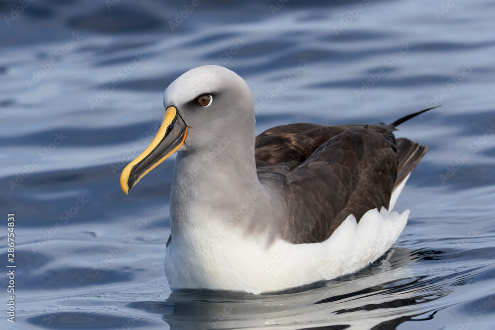 Close up of buller's albatross swimming in water Close up of buller's albatross swimming in water