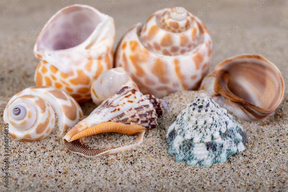 Empty shells on sea sand on the beach. Colorful shells of sea snails.