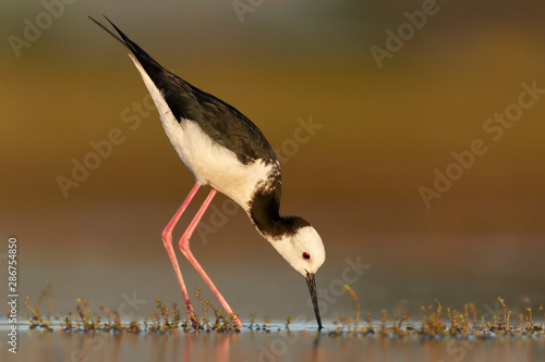 Black winged stilt foraging in shallow water