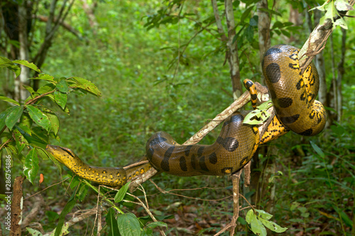 Common anaconda on branch photo