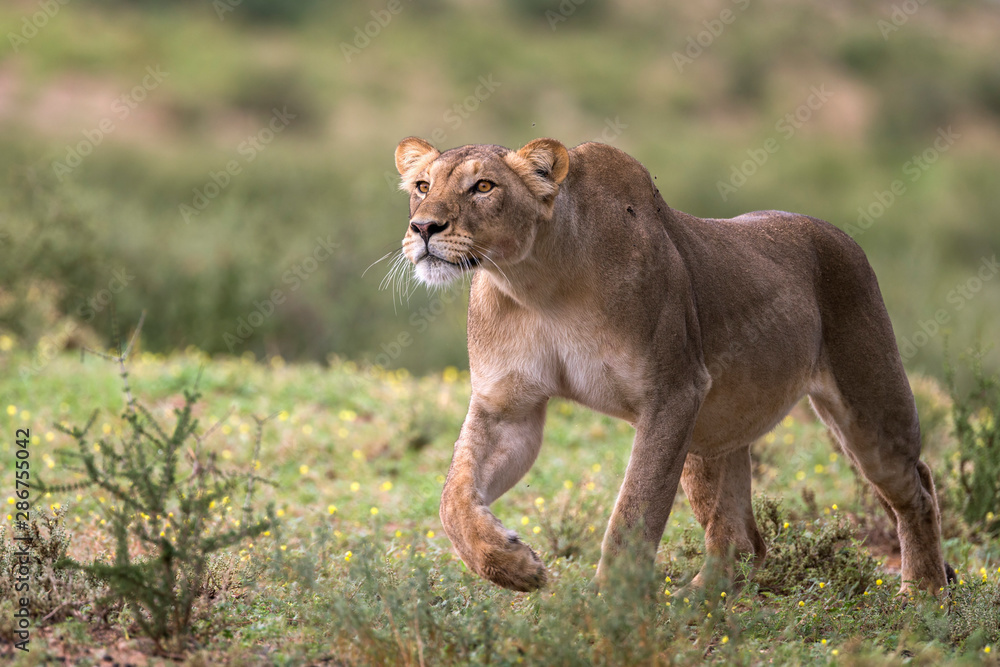 Lion walking in Kgalagadi Transfrontier Park Lion walking in Kgalagadi Transfrontier Park