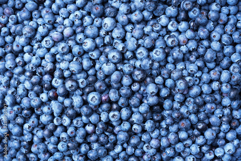 Macro texture of blueberry berries close up. Border design. Summer, vitamin, vegan, vegetarian concept. Healthy food. Fresh blueberries background with copy space for your text Macro texture of blueberry berries close up. Border design. Summer, vitamin, vegan, vegetarian concept. Healthy food. Fresh blueberries background with copy space for your text