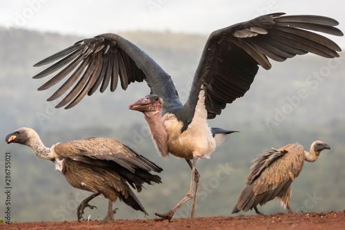 Marabou stork with white backed vultures in Zimanga Private Game Reserve photo