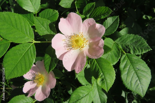 Beautiful pink rosehip flowers in the garden, closeup 