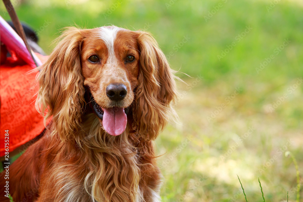 Dog breed English Springer Spaniel Dog breed English Springer Spaniel
