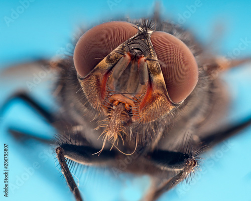 Close up of flesh fly photo