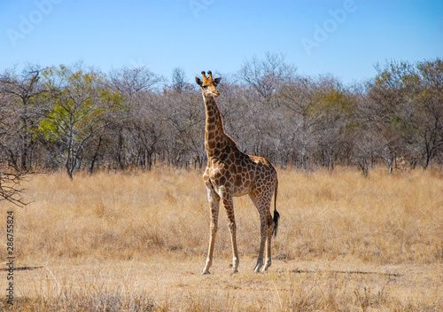 South African Giraffe  Giraffa camelopardalis giraffa 