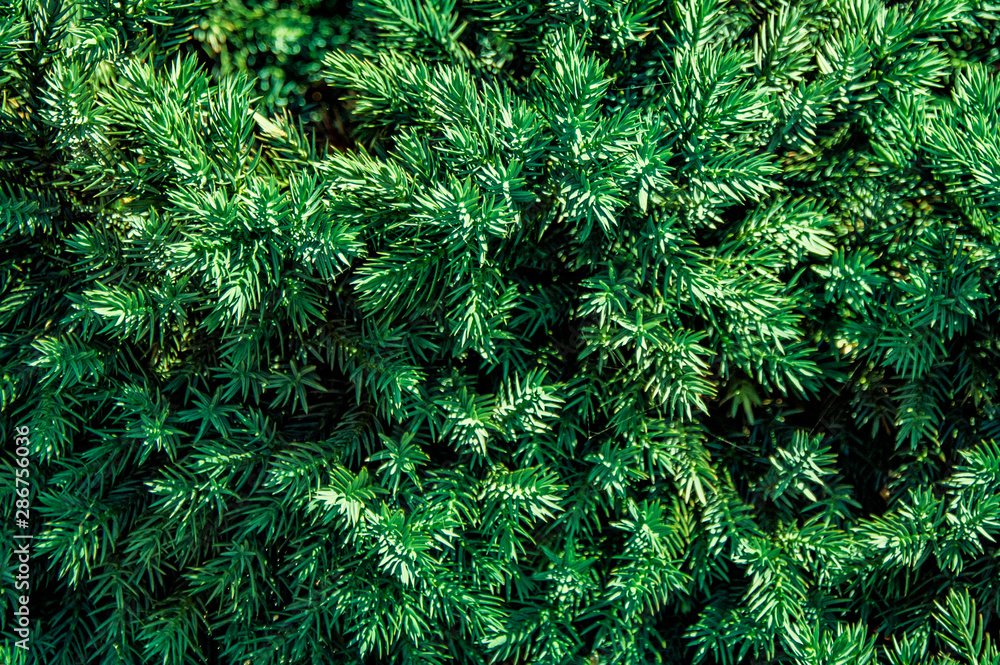 Greens, tree, spruce, fir, background